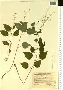 Circaea ×intermedia Ehrh., Восточная Европа, Северо-Западный район (E2) (Россия)