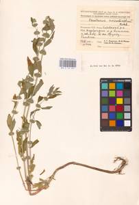 MHA 0 154 659, Щетинохвост шандровый (L.) Ehrh. ex Rchb., Восточная Европа, Молдавия (E13a) (Молдавия)
