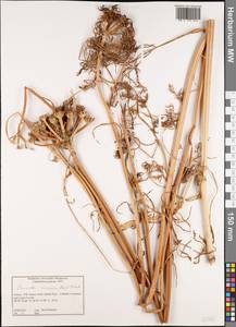 Oenanthe pimpinelloides subsp. incrassans (Bory & Chaub.) Strid, Западная Европа (EUR) (Греция)