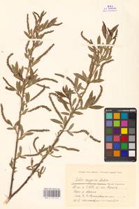 Ива джунгарская Andersson, Средняя Азия и Казахстан, Сырдарьинские пустыни и Кызылкумы (M7) (Казахстан)