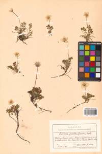 Geum selinifolium (Fisch. ex F. Schmidt) Hultén, Сибирь, Дальний Восток (S6) (Россия)