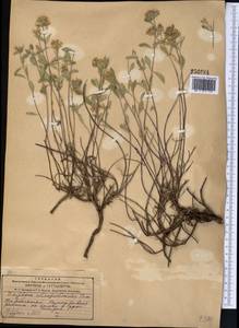 Зизифора пахучковидная Lam., Средняя Азия и Казахстан, Джунгарский Алатау и Тарбагатай (M5) (Казахстан)