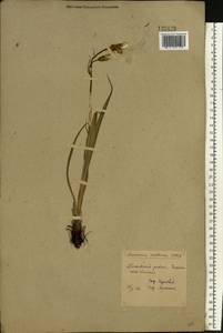 Takhtajaniantha austriaca (Willd.) Zaika, Sukhor. & N. Kilian, Восточная Европа, Восточный район (E10) (Россия)