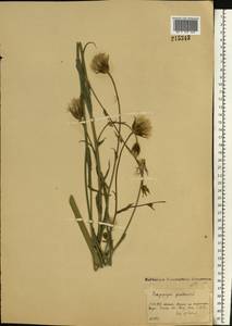 Козлобородник луговой L., Восточная Европа, Московская область и Москва (E4a) (Россия)