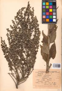 MHA 0 158 890, Коровяк мучнистый L., Восточная Европа, Центральный лесостепной район (E6) (Россия)