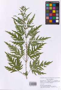 Крапива коноплевая L., Восточная Европа, Московская область и Москва (E4a) (Россия)