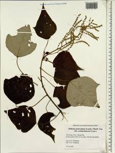 Маллотус метельчатый (Lam.) Müll.Arg., Зарубежная Азия (ASIA) (Вьетнам)