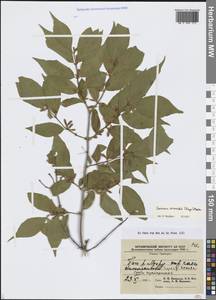 Жимолость Маака (Rupr.) Maxim., Сибирь, Дальний Восток (S6) (Россия)