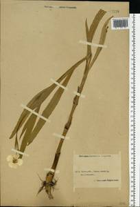 Лютик длиннолистный L., Восточная Европа, Центральный лесной район (E5) (Россия)