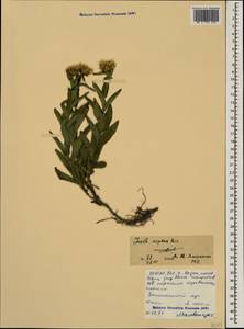 Pentanema salicinum subsp. asperum (Poir.) Mosyakin, Кавказ, Северная Осетия, Ингушетия и Чечня (K1c) (Россия)