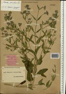 Nepeta ucranica subsp. parviflora (M.Bieb.) M.Masclans de Bolos, Восточная Европа, Южно-Украинский район (E12) (Украина)