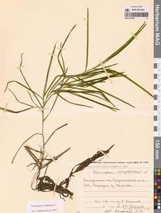 Рдест сплюснутый L., Сибирь, Чукотка и Камчатка (S7) (Россия)