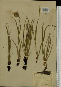 Козелец лучистый Fisch. ex Colla, Сибирь, Прибайкалье и Забайкалье (S4) (Россия)