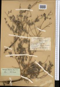 Heliotropium ramosissimum (Lehm.) Sieber ex DC., Средняя Азия и Казахстан, Каракумы (M6) (Туркмения)
