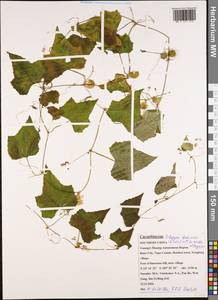 Zehneria bodinieri (H.Lév.) W.J.de Wilde & Duyfjes, Зарубежная Азия (ASIA) (КНР)