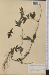 Synedrella nodiflora (L.) Gaertn., Америка (AMER) (Куба)