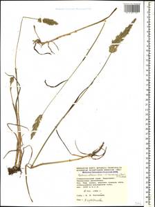 Koeleria eriostachya Pancic, Кавказ, Ставропольский край, Карачаево-Черкесия, Кабардино-Балкария (K1b) (Россия)