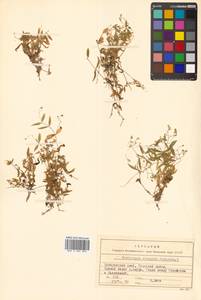 Мерингия бокоцветковая (L.) Fenzl, Сибирь, Дальний Восток (S6) (Россия)