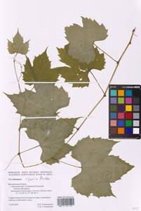 Vitis riparia Michx., Восточная Европа, Центральный лесостепной район (E6) (Россия)