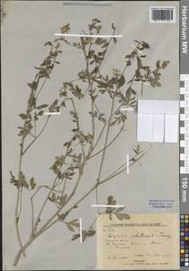 Хохлатка охотская Turcz., Сибирь, Дальний Восток (S6) (Россия)