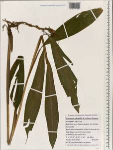 Amomum schmidtii (K.Schum.) Gagnep., Зарубежная Азия (ASIA) (Вьетнам)