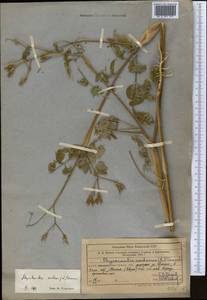 Chaerophyllum nodosum (L.) Crantz, Средняя Азия и Казахстан, Западный Тянь-Шань и Каратау (M3) (Узбекистан)