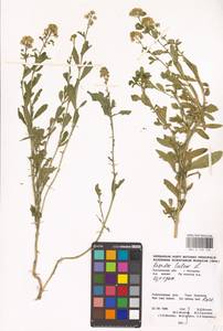 Резеда желтая L., Восточная Европа, Центральный лесной район (E5) (Россия)