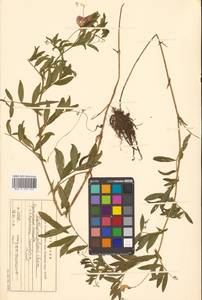 Lathyrus palustris subsp. palustris, Сибирь, Дальний Восток (S6) (Россия)