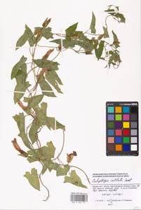 Calystegia sepium subsp. americana (Sims) Brummitt, Восточная Европа, Московская область и Москва (E4a) (Россия)