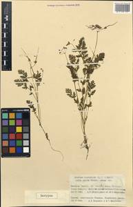 Erodium cicutarium subsp. zairae A.P. Khokhryakov, Кавказ, Грузия (K4) (Грузия)