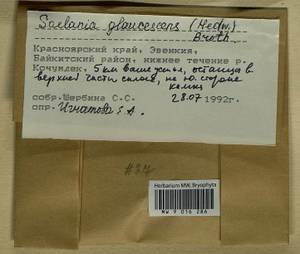 Saelania glaucescens (Hedw.) Broth., Гербарий мохообразных, Мхи - Красноярский край, Тыва и Хакасия (B17) (Россия)