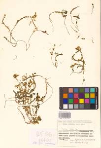 Очиток едкий L., Восточная Европа, Эстония (E2c) (Эстония)