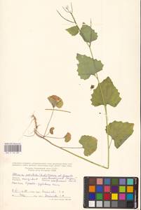 Чесночница черешковая (M.Bieb.) Cavara & Grande, Восточная Европа, Молдавия (E13a) (Молдавия)