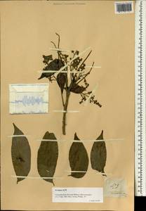 Ganophyllum falcatum Bl., Зарубежная Азия (ASIA) (Филиппины)