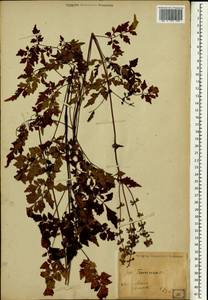 Ranunculaceae, Зарубежная Азия (ASIA) (Япония)