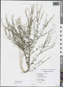 Polygala paniculata L., Зарубежная Азия (ASIA) (Вьетнам)