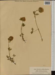 Trifolium noricum Wulfen, Западная Европа (EUR)