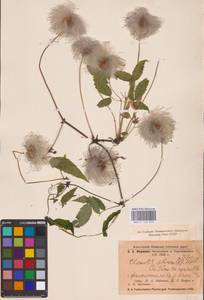 Княжик сибирский (L.) Mill., Восточная Европа, Северный район (E1) (Россия)