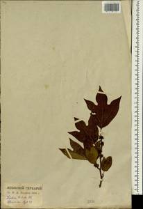 Lindera triloba (Sieb. & Zucc.) Bl., Зарубежная Азия (ASIA) (Япония)