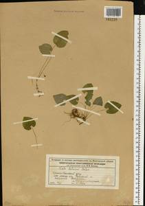 Фиалка Селькирка Pursh ex Goldie, Восточная Европа, Волжско-Камский район (E7) (Россия)