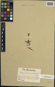Crepis dioritica Schott & Kotschy ex Boiss., Зарубежная Азия (ASIA) (Турция)