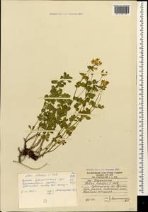 Lotus corniculatus subsp. corniculatus, Кавказ, Южная Осетия (K4b) (Южная Осетия)