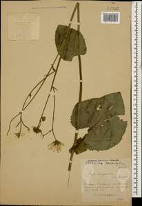 Дороникум крупнолистный Fisch., Кавказ, Ставропольский край, Карачаево-Черкесия, Кабардино-Балкария (K1b) (Россия)