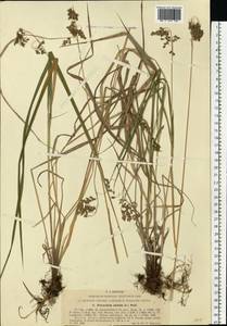 Anthoxanthum nitens (Weber) Y.Schouten & Veldkamp, Восточная Европа, Московская область и Москва (E4a) (Россия)