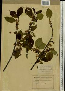 Prunus cerasus subsp. cerasus, Восточная Европа, Ростовская область (E12a) (Россия)