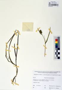 MAG 0003736, Ежеголовник плавающий L., Сибирь, Якутия (S5) (Россия)