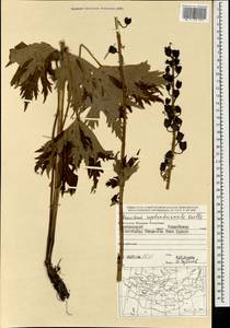 Борец северный Koelle, Монголия (MONG) (Монголия)