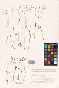 Костенец зонтичный L., Восточная Европа, Нижневолжский район (E9) (Россия)