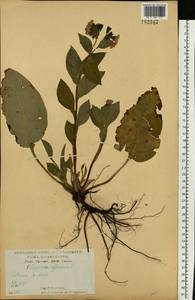 Медуница неясная, Медуница темная Dumort., Восточная Европа, Центральный лесостепной район (E6) (Россия)