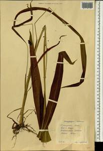 Andropogon tectorum Schumach. & Thonn., Африка (AFR) (Гвинея)
